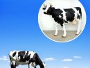Vache De Taille Réelle - Décoration De Jardin Cool encequiconcerne Vache En Resine Pour Jardin