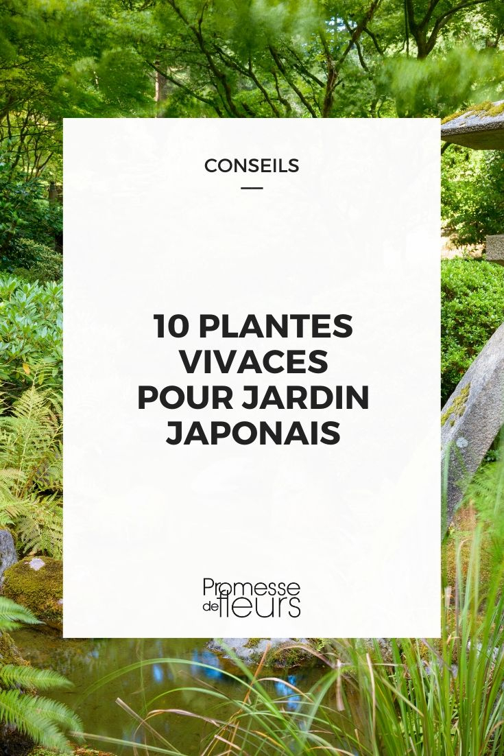 10 Plantes Vivaces Pour Jardin Japonais encequiconcerne Plante Couvre Sol Japonaise
