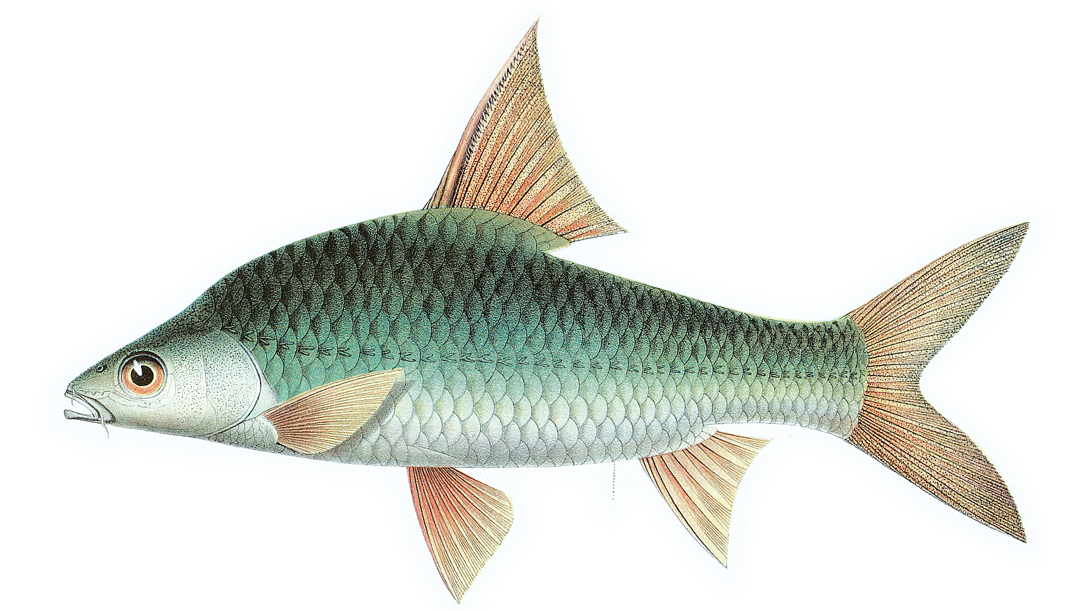 Cyclocheilichthys Enoplos – Wikipedia à Cycloche