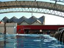 Nuoto: La Squadra Master Cus Palermo In Vasca Per Il Decimo ... pour Cus Piscine