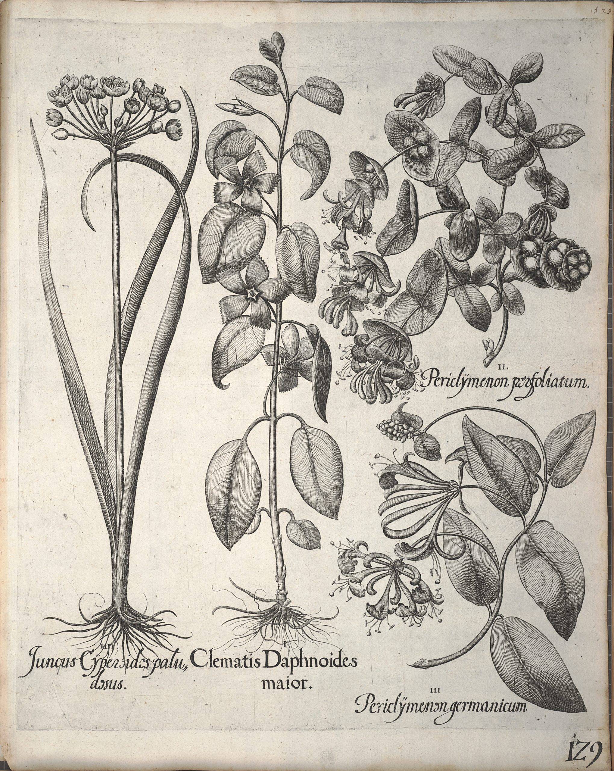 File:hortus Eystettensis, 1640 (Bhl 45339 140) - Classis ... concernant Hortus 140