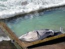 Insolite - Australie Le Cadavre D'Un Mammifère Marin Rejeté ... encequiconcerne Piscine De La Baleine