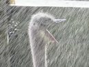 Struisvogels In Ouwehands Krijgen Frisse Douche | Nu - Het ... intérieur Douche Frisse