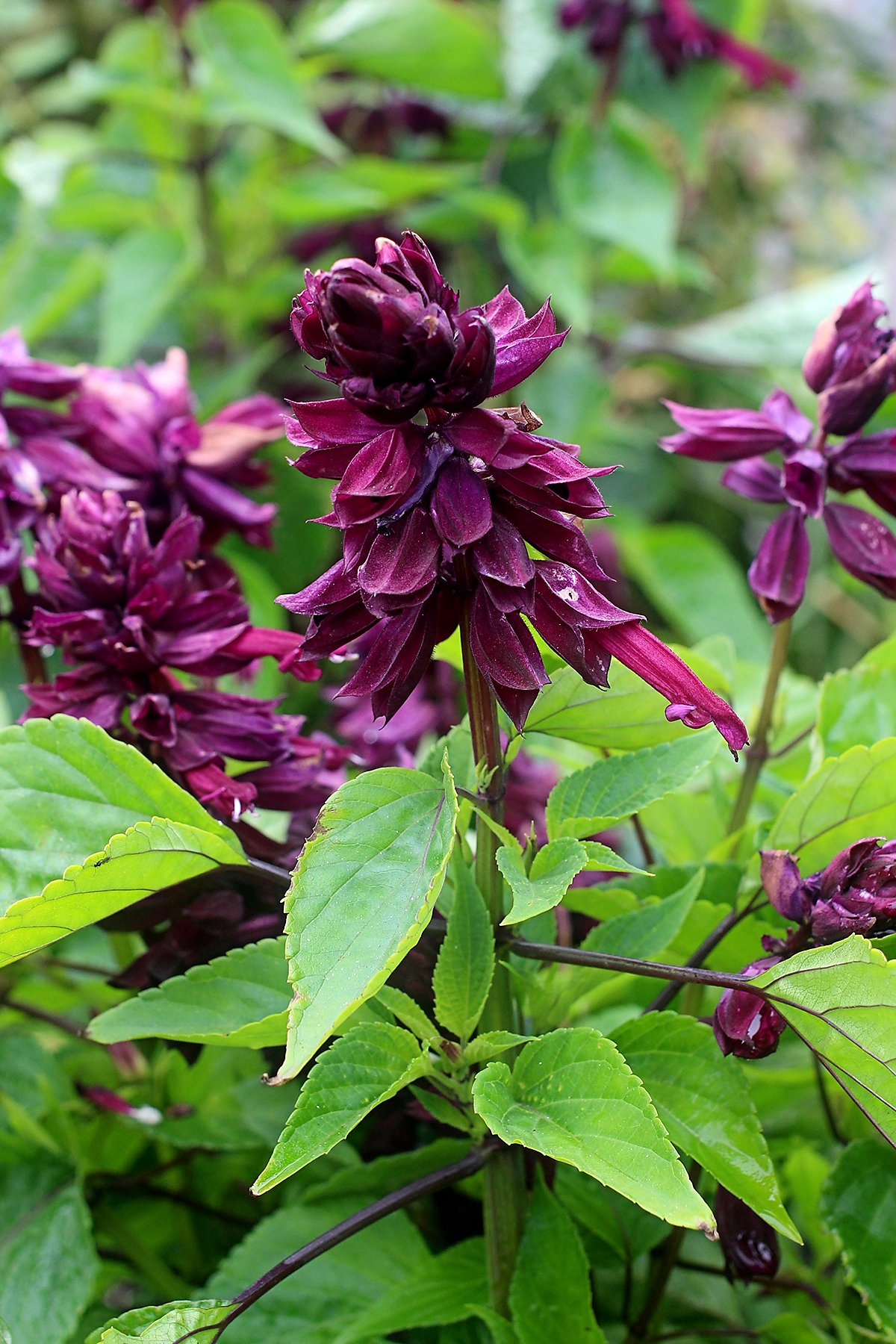 A Showy Salvia That Stands Out In Part Shade - Sfgate serapportantà Salvea 3 Places