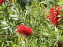 Callistemon : Planter Et Tailler - Ooreka à Arbre Bouteille Australien