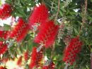 Callistemon : Planter Et Tailler - Ooreka à Arbre Bouteille Australien