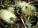 Callistemon : Planter Et Tailler - Ooreka dedans Arbre Bouteille Australien