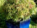 Callistemon : Planter Et Tailler - Ooreka tout Arbre Bouteille Australien