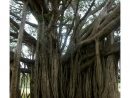 Figuier Du Benghale : Ficus Benghalensis destiné Arbre Bouteille Australien