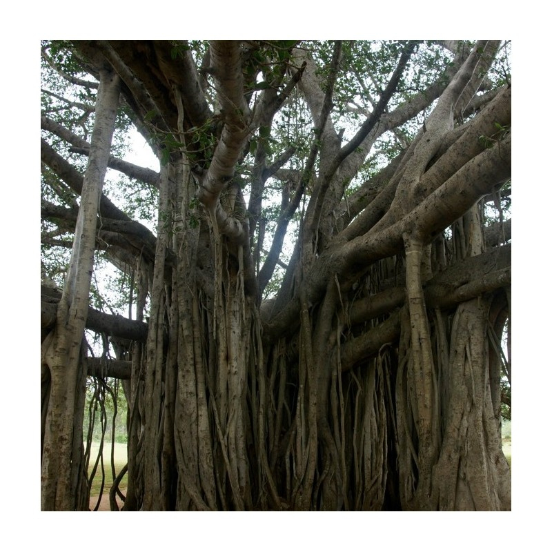 Figuier Du Benghale : Ficus Benghalensis destiné Arbre Bouteille Australien