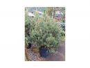 Pinus Sylvestris (Pin Sylvestre) - Pépinières Constantin concernant Date Braderie Grosfillex 2020