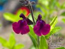Salvia X Jamensis 'Nachtvlinder' From Burncoose Nurseries à Salvea 3 Places