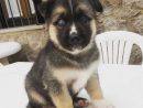 Newborn German Shepherd Puppies / 15 Things To Know Before Getting A ... avec Best Food For German Shepherd Puppy Uk