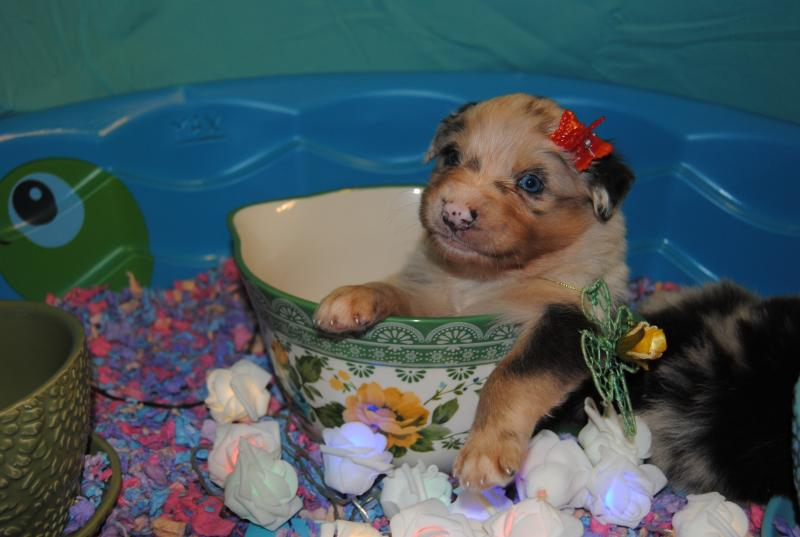 Shamrock Rose Aussies - ﻿﻿﻿ Welcome To Shamrock Rose Aussies!! :) We ... avec 3 Month Old Puppy Scared Of Everything