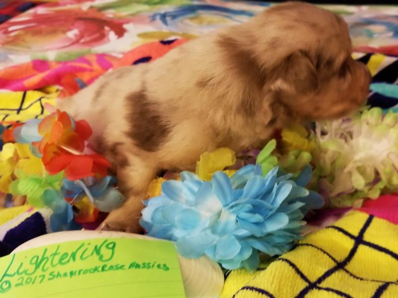 Shamrock Rose Aussies - ﻿﻿﻿ Welcome To Shamrock Rose Aussies!! :) We ... intérieur 3 Month Old Puppy Scared Of Everything