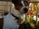 Stud Dog - Tan And White Jack Russel - No Fees Puppy Wanted - Breed ... concernant 3 Month Old Puppy Scared Of Everything