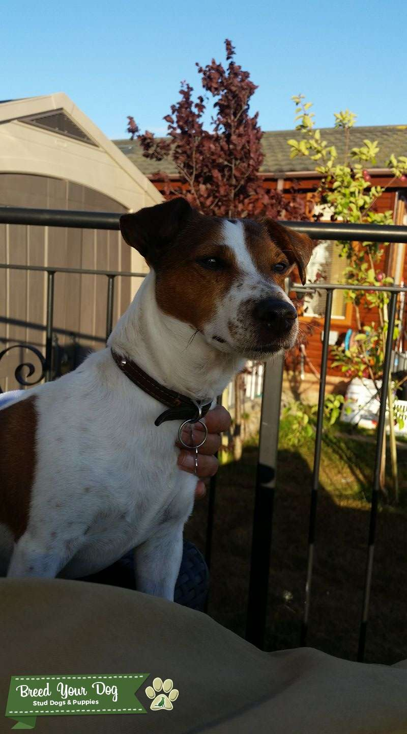 Stud Dog - Tan And White Jack Russel - No Fees Puppy Wanted - Breed ... concernant 3 Month Old Puppy Scared Of Everything