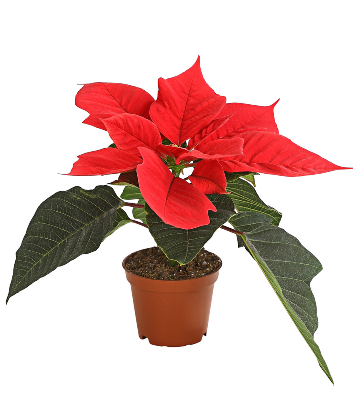 kleine weihnachtssterne