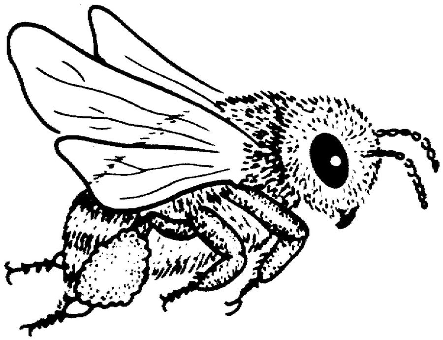 Bienen zum Ausmalen: Summende Kreativität für Groß und Klein! (Ausmalbilder kostenlos)