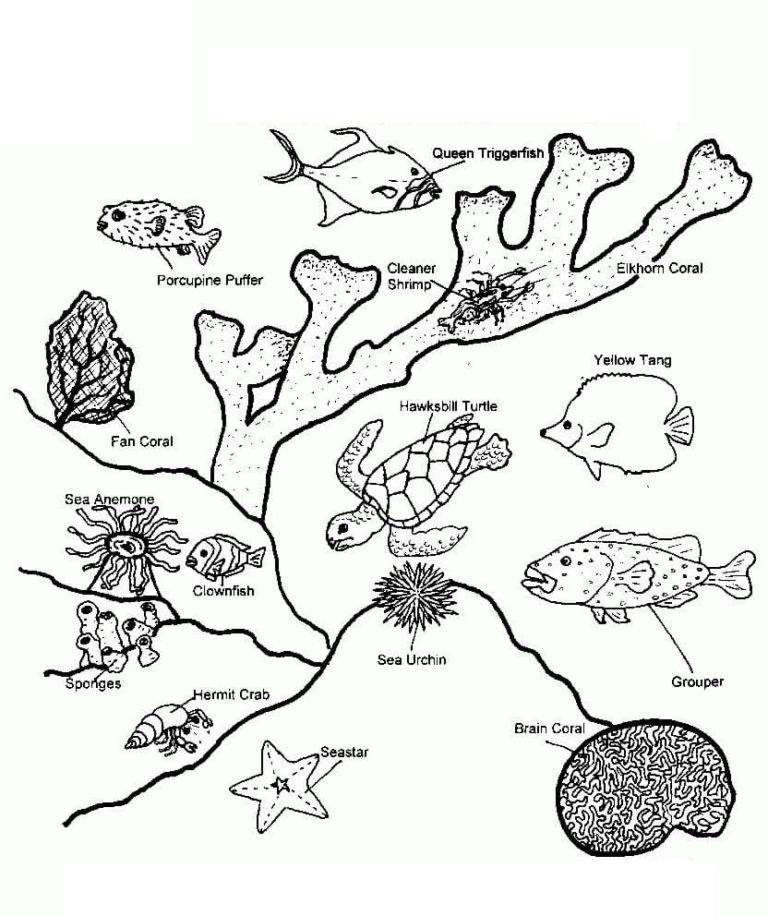 Tauche ein in die bunte Welt der Ausmalbilder: Korallenriffe entdecken und kreativ werden!