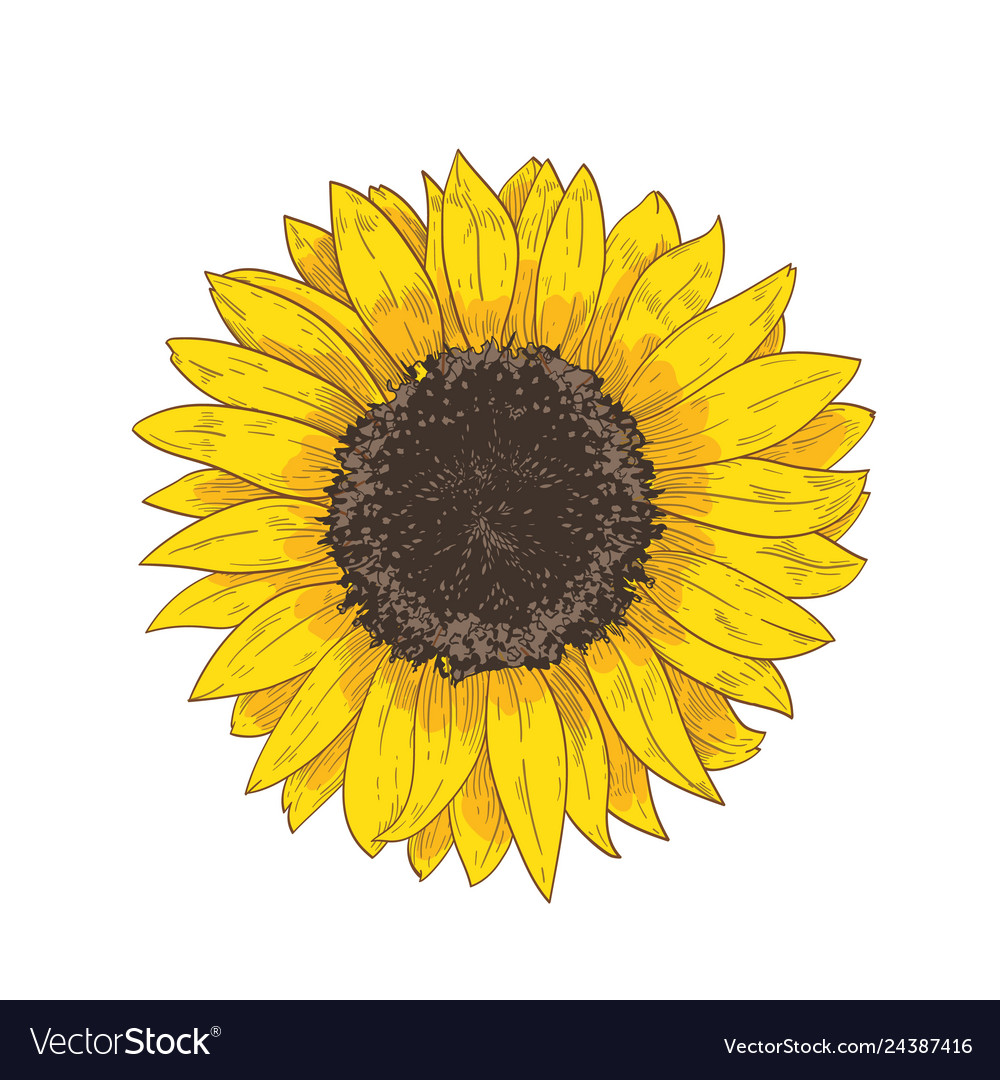 sonnenblume zeichnung