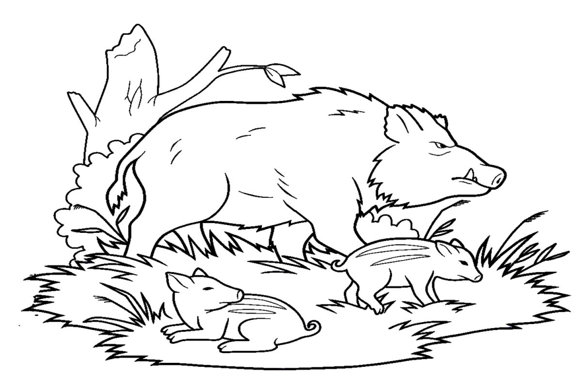 Wildschweine Ausmalen: Entspannung und Kreativität für Groß und Klein! (Ausmalbilder kostenlos!)